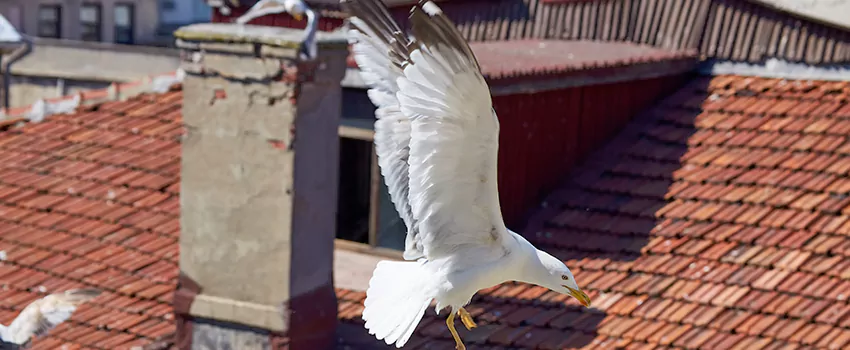 Residential Chimney Animal Removal Solution in Elmhurst, KS